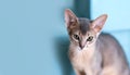 Portrait Young funny abyssinian cat blue color