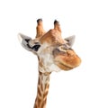 Portrait of Young funny giraffe head close up isolated on white background Royalty Free Stock Photo