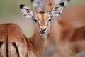 Portrait of a young funny impala in Kruger National Park Royalty Free Stock Photo