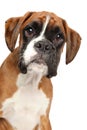 Portrait of a young German Boxer puppy on white Royalty Free Stock Photo