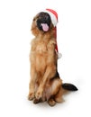 Portrait of a Young German Shepherd Dog wearing Santa`s hat Standing on its hind legs against white background. Two Royalty Free Stock Photo