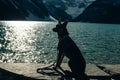 Portrait of a young german shepherd on Lake Louise, Banff National Park, canada Royalty Free Stock Photo