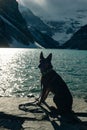 Portrait of a young german shepherd on Lake Louise, Banff National Park, canada Royalty Free Stock Photo