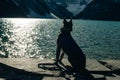 Portrait of a young german shepherd on Lake Louise, Banff National Park, canada Royalty Free Stock Photo