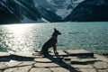Portrait of a young german shepherd on Lake Louise, Banff National Park, canada Royalty Free Stock Photo