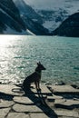 Portrait of a young german shepherd on Lake Louise, Banff National Park, canada Royalty Free Stock Photo