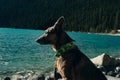 Portrait of a young german shepherd on Lake Louise, Banff National Park, canada Royalty Free Stock Photo