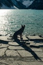 Portrait of a young german shepherd on Lake Louise, Banff National Park, canada Royalty Free Stock Photo