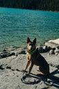 Portrait of a young german shepherd on Lake Louise, Banff National Park, canada Royalty Free Stock Photo