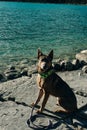 Portrait of a young german shepherd on Lake Louise, Banff National Park, canada Royalty Free Stock Photo