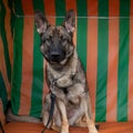A portrait of a young German Shepherd. Striped pattern in the background