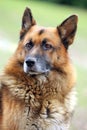 Portrait of a young german shepherd on a trail in the green