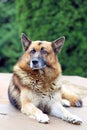 Portrait of a young german shepherd on a trail in the green