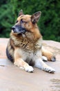 Portrait of a young german shepherd on a trail in the green