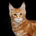 Maine Coon Cat Isolated on Black Background Royalty Free Stock Photo