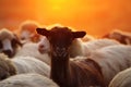 Portrait of young goat amongst sheep herd Royalty Free Stock Photo