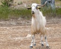 Portrait of a young goat grazing on a pasture. Front side view