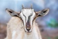 Portrait of a young goat with small horns on a blurry background Royalty Free Stock Photo