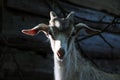 Portrait of a young goat with small horns. Gray-white color close-up looks into the camera. Royalty Free Stock Photo