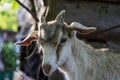 Portrait of a young goat with small horns. Gray-white color close-up looks into the camera. Royalty Free Stock Photo