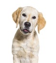 Portrait of Young Golden retriever, isolated Royalty Free Stock Photo