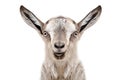 Portrait of a young gray goat Royalty Free Stock Photo