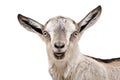 Portrait of a young gray goat Royalty Free Stock Photo