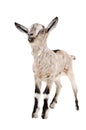 Portrait of a young gray goat Royalty Free Stock Photo