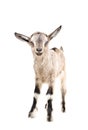 Portrait of a young gray goatling Royalty Free Stock Photo