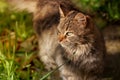 Portrait of a young gray kitten. Royalty Free Stock Photo