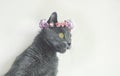 Portrait young gray kitty in a flowers wreath. Royalty Free Stock Photo