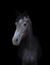 Young gray mare horse isolated on black background