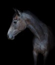Young gray mare horse isolated on black background