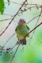 Portrait of young Green-eared Barbet