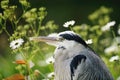 Portrait of young Grey Heron resting among flowers Royalty Free Stock Photo