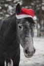 Young grey trakehner mare horse in red cap