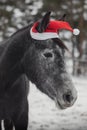 Young grey trakehner mare horse in red cap in paddock