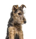 Portrait of a Young Grizzle and tan Lakeland Terrier dog sitting