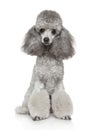 Young poodle on a white background