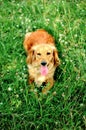 Portrait of a young handsome cocker spaniel puppy dog. Royalty Free Stock Photo