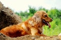 Portrait of a young handsome cocker spaniel puppy dog. Royalty Free Stock Photo