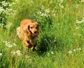 Portrait of a young handsome cocker spaniel puppy dog. Royalty Free Stock Photo