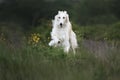 Portrait of young and happy beige dog breed russian borzoi running and jumping in the field in summer