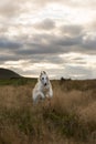 Portrait of cute beige dog breed russian borzoi running in the field at sunset