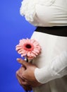 Portrait of the young happy smiling pregnant woman with flower Royalty Free Stock Photo