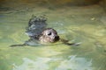 Portrait of young harbor seal