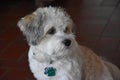 Portrait of a young havanese