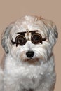 Even a dog can become short-sighted, dog with trial frame