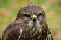 Portrait of a young hawk Royalty Free Stock Photo