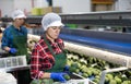 Hispanic woman sorting and packing Hass avocados on conveyor line Royalty Free Stock Photo